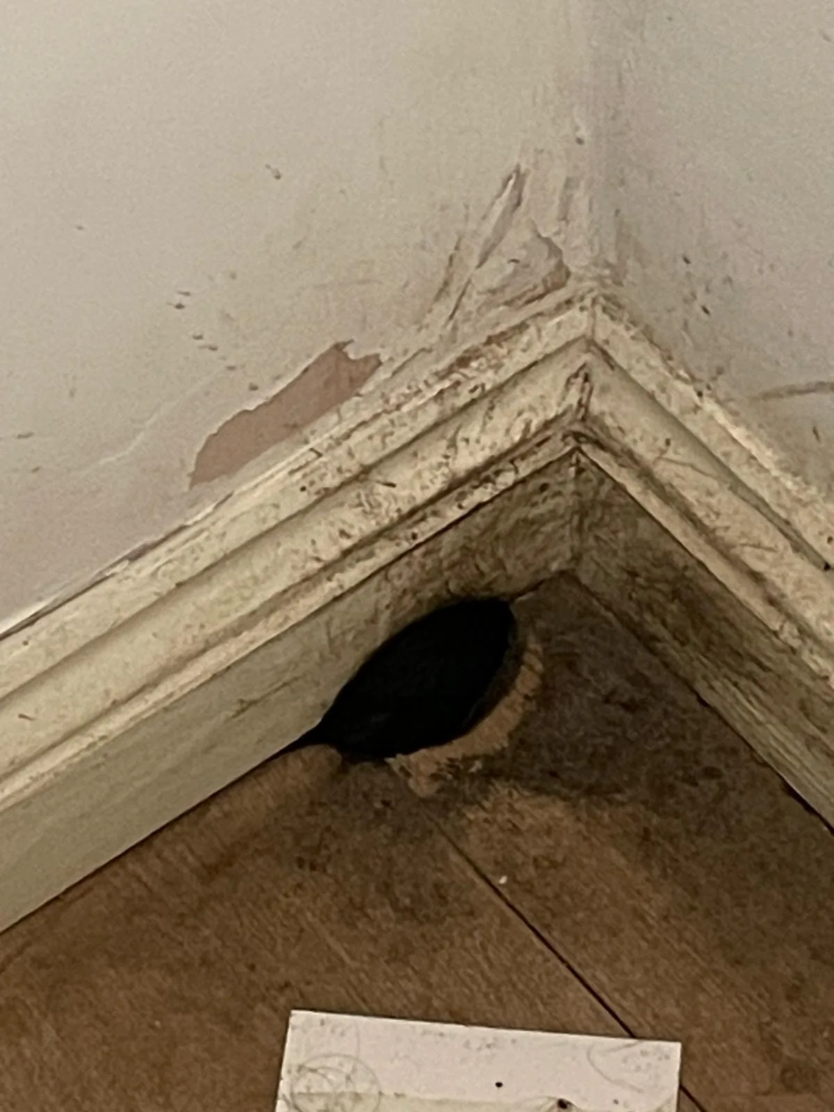 Rat gnaw marks and grease smear trails on surfaces inside a property