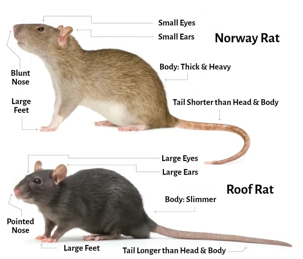 Side-by-side comparison of Norway rat and roof rat showing key identification differences