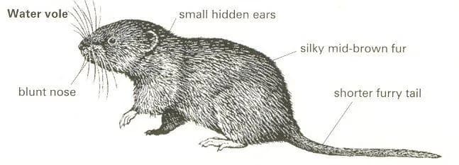 Water vole illustration showing blunt nose, small ears, and furry tail to distinguish from rats