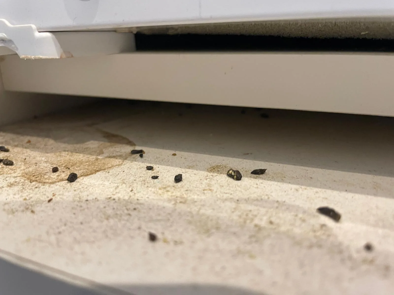 Mouse droppings found underneath a kitchen appliance during an inspection