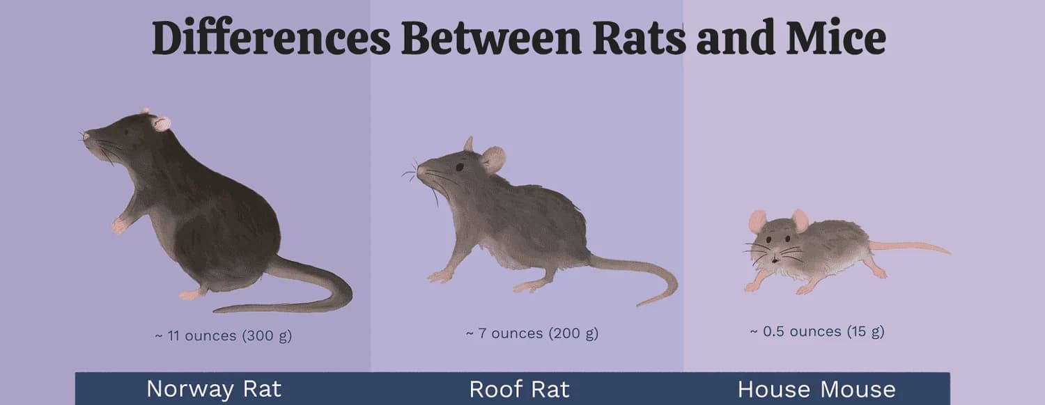 Size comparison chart showing the differences between rats and mice