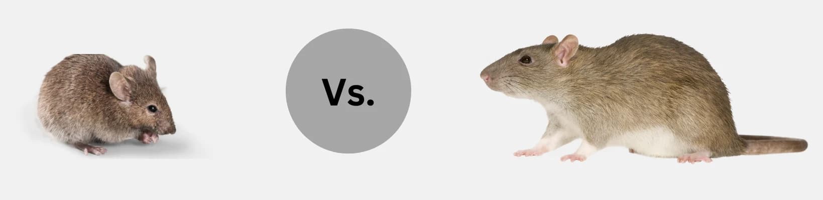 Mouse versus rat comparison showing the rodents targeted during professional mice removal