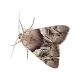 Moth Pest Control