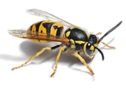 Wasp Removal