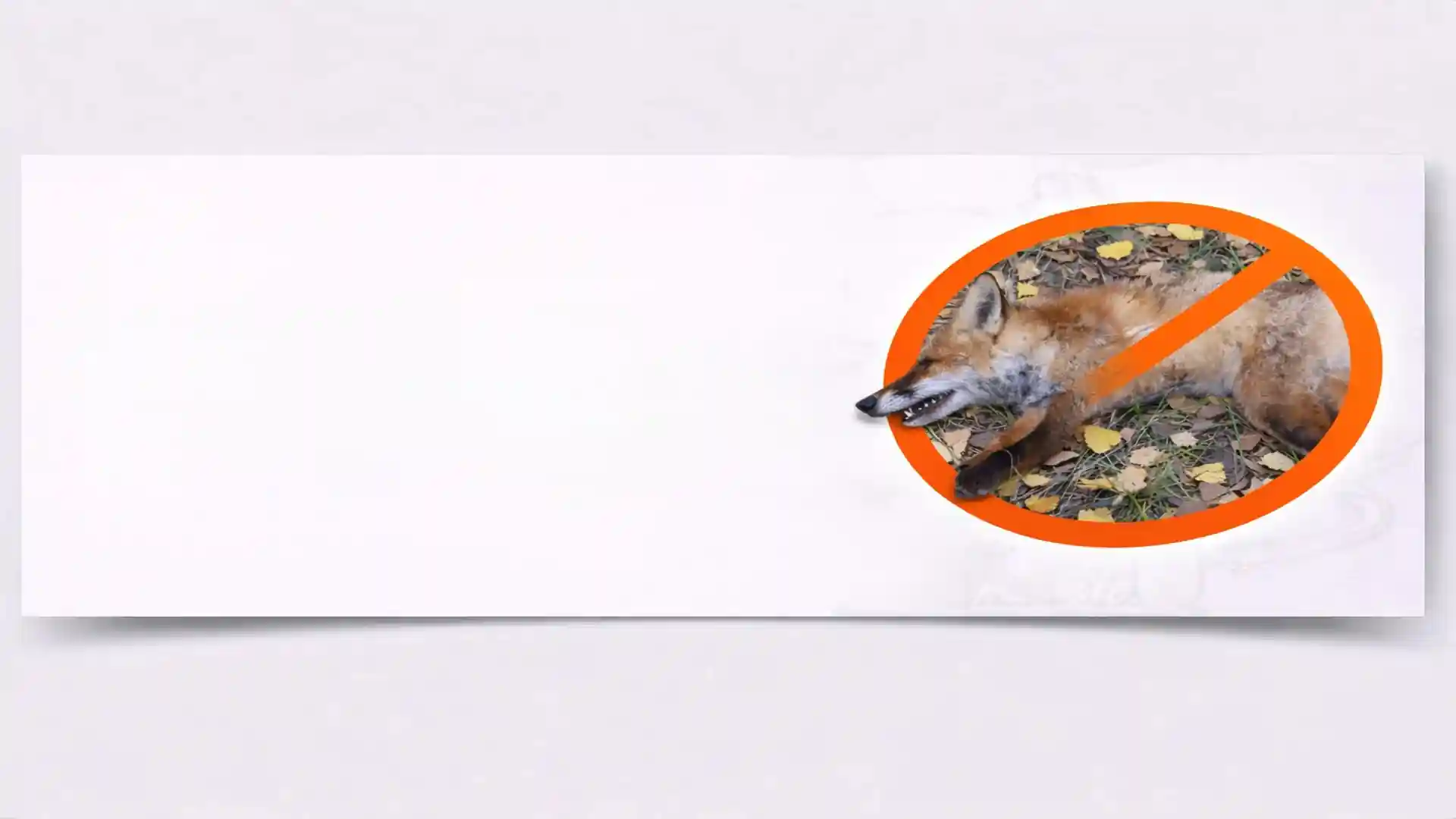 Deceased fox on ground with no-entry warning sign for professional dead animal removal services in London and Essex