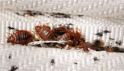 Dark fecal marks along a mattress seam — a sign of bed bug harbourage. Bed bug fecal marks and staining along a mattress seam