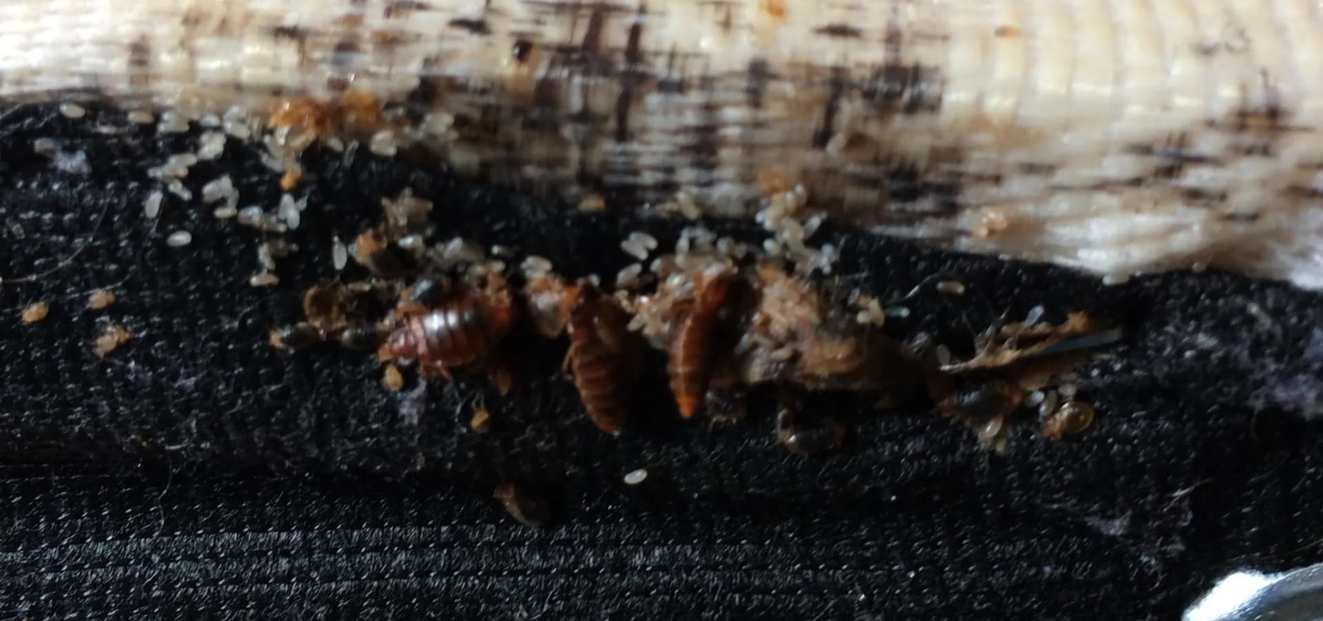 A bed bug harbourage found under a commercial mattress during inspection. Bed bug infestation found under a mattress in a commercial premises
