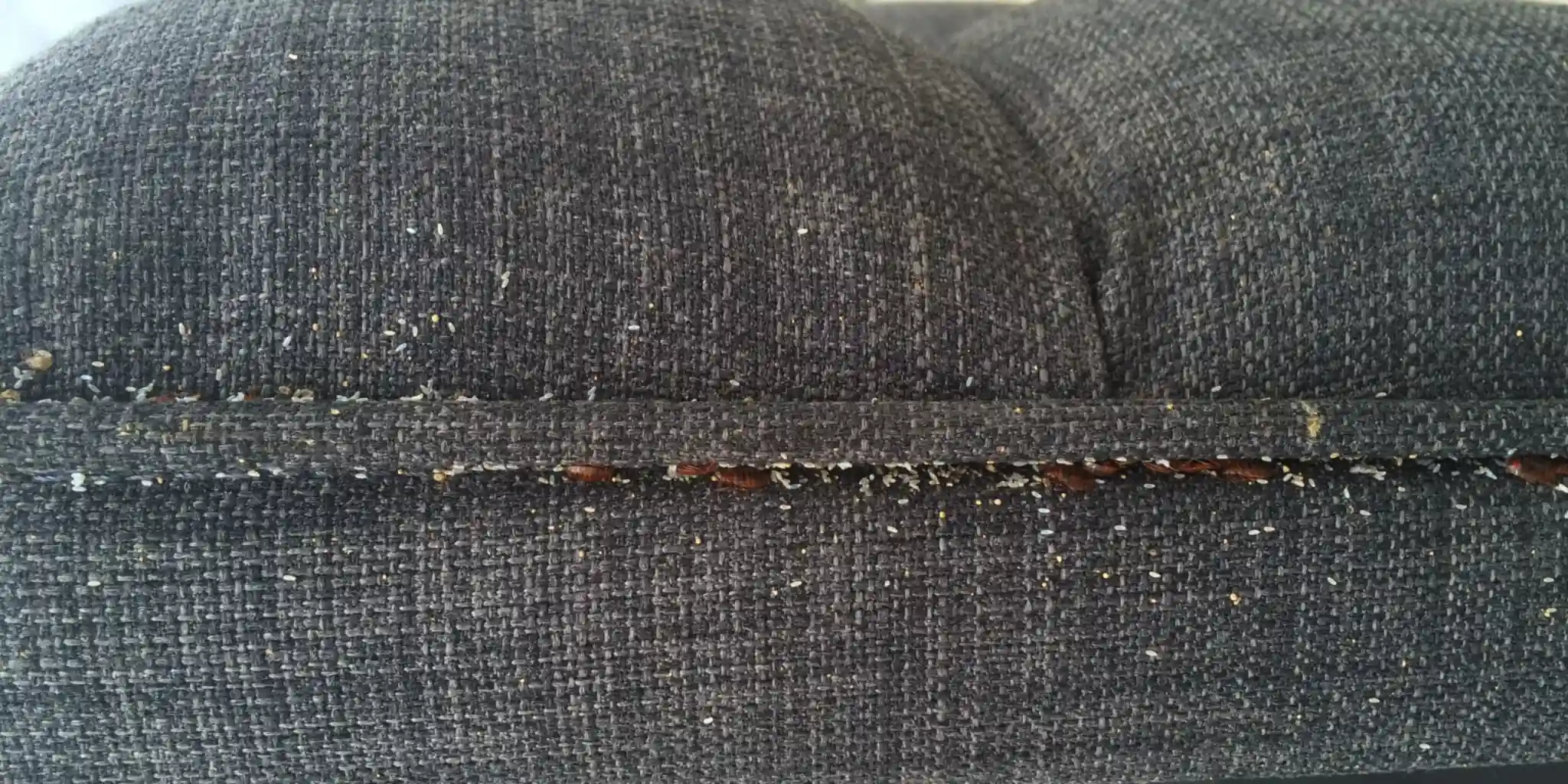 Shed skins and egg casings indicate an active bed bug infestation. Bed bug shed skins and egg casings found along a mattress seam