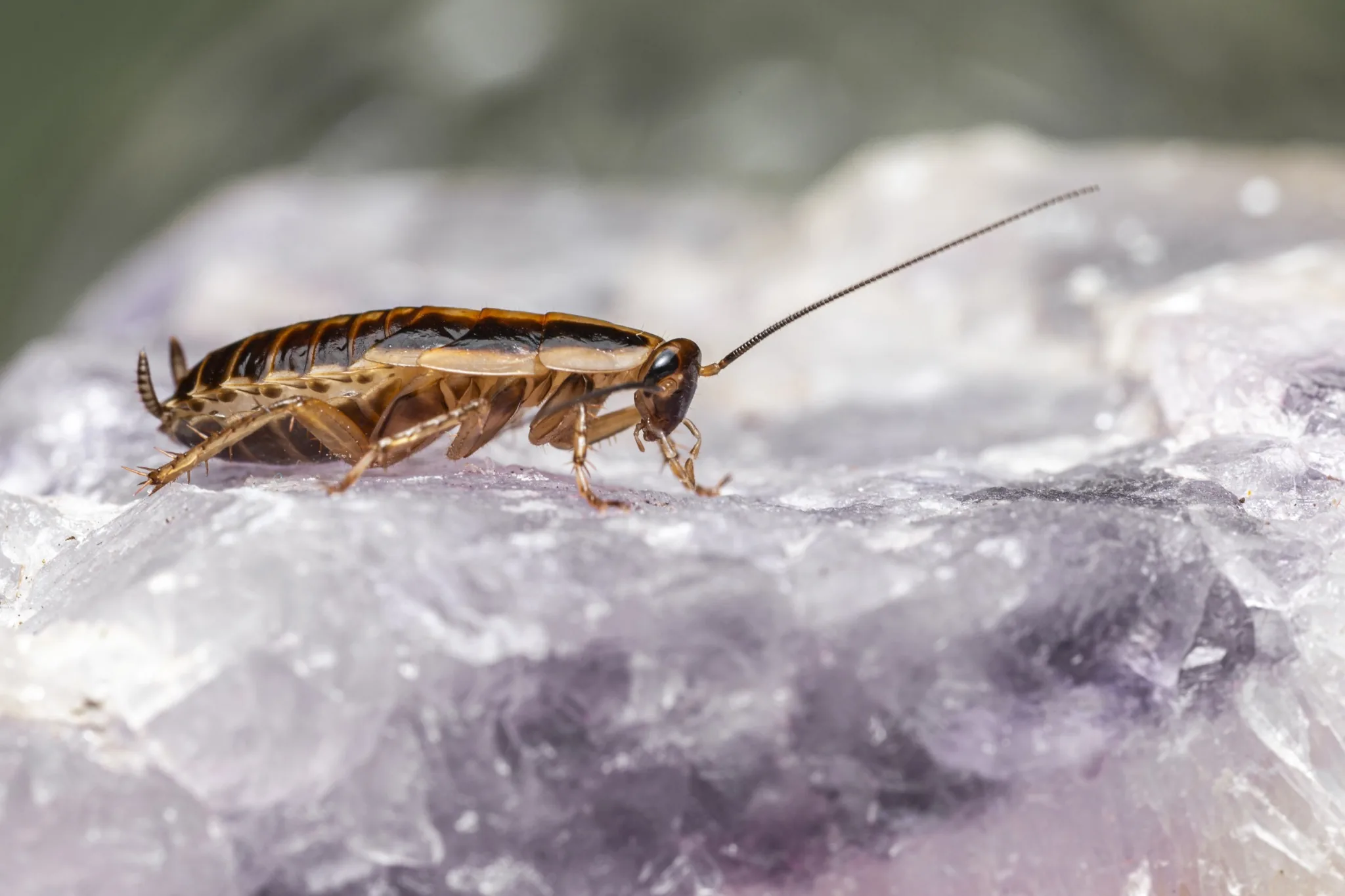 Cockroach control for homes — room-by-room guide to finding and eliminating cockroaches Cockroach control for homes — room-by-room guide to finding and eliminating cockroaches