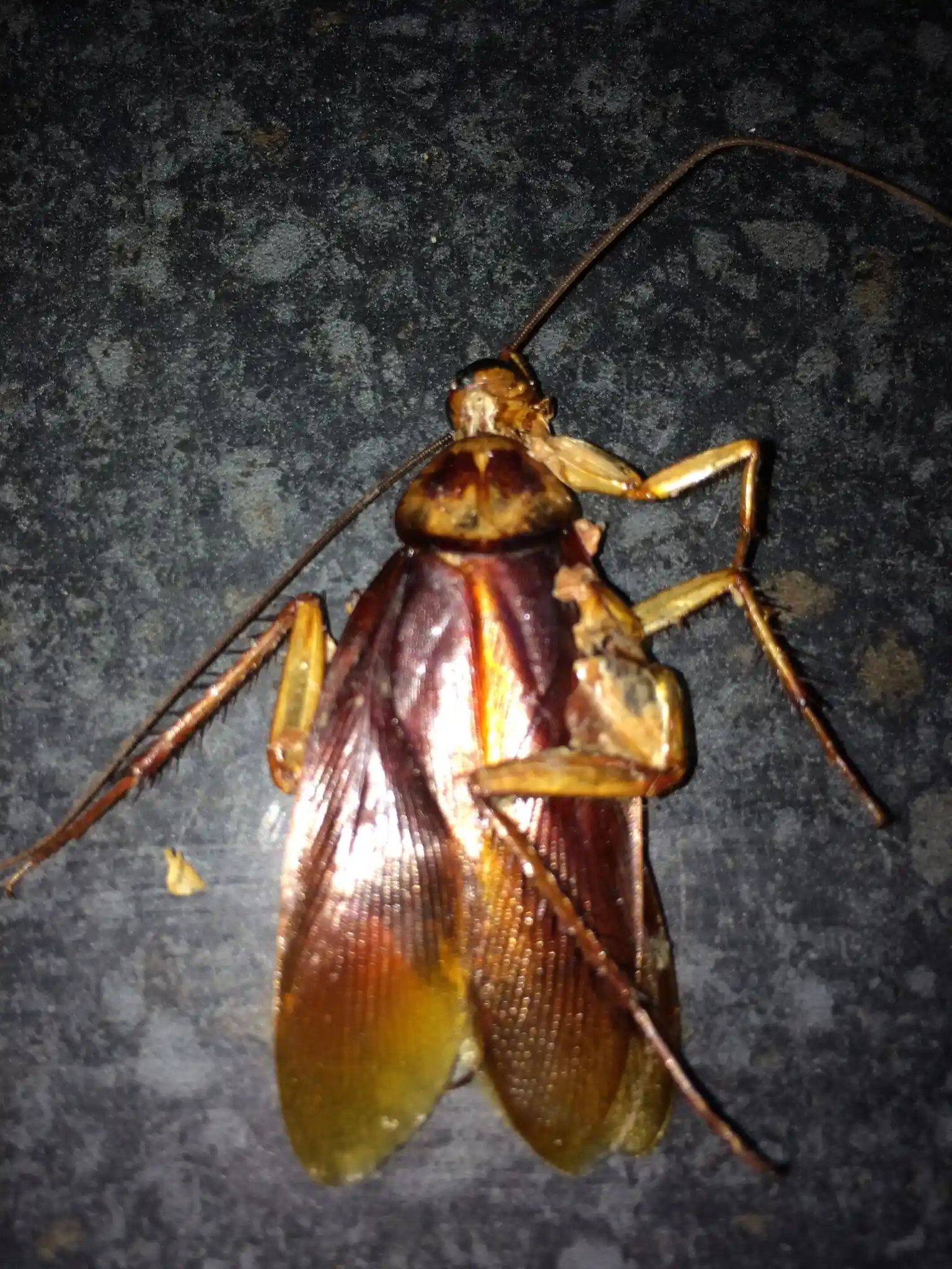 American cockroach — a large cockroach species occasionally found in UK commercial premises American cockroach — a large cockroach species occasionally found in UK commercial premises