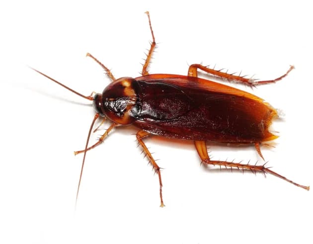 Cockroach on a white surface showing key identification features for spotting signs of an infestation Cockroach on a white surface showing key identification features for spotting signs of an infestation
