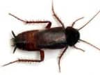 German cockroach — the most common species found in commercial kitchens and food businesses German cockroach — the most common species found in commercial kitchens and food businesses