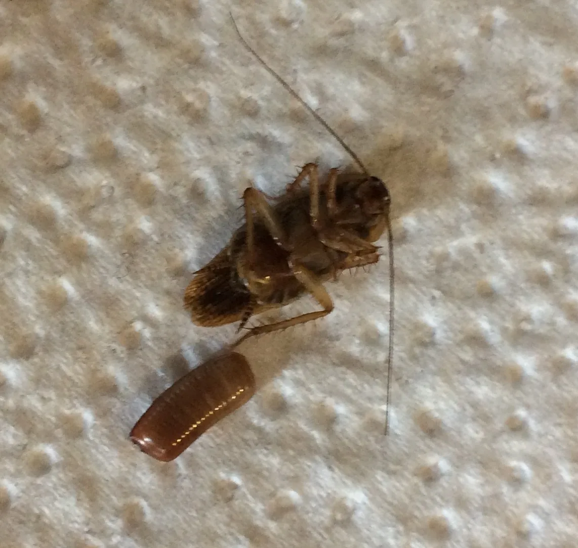 A cockroach egg case alongside shed skin — both confirm active breeding in your property. Cockroach egg case (ootheca) and shed skin — evidence of an active breeding population