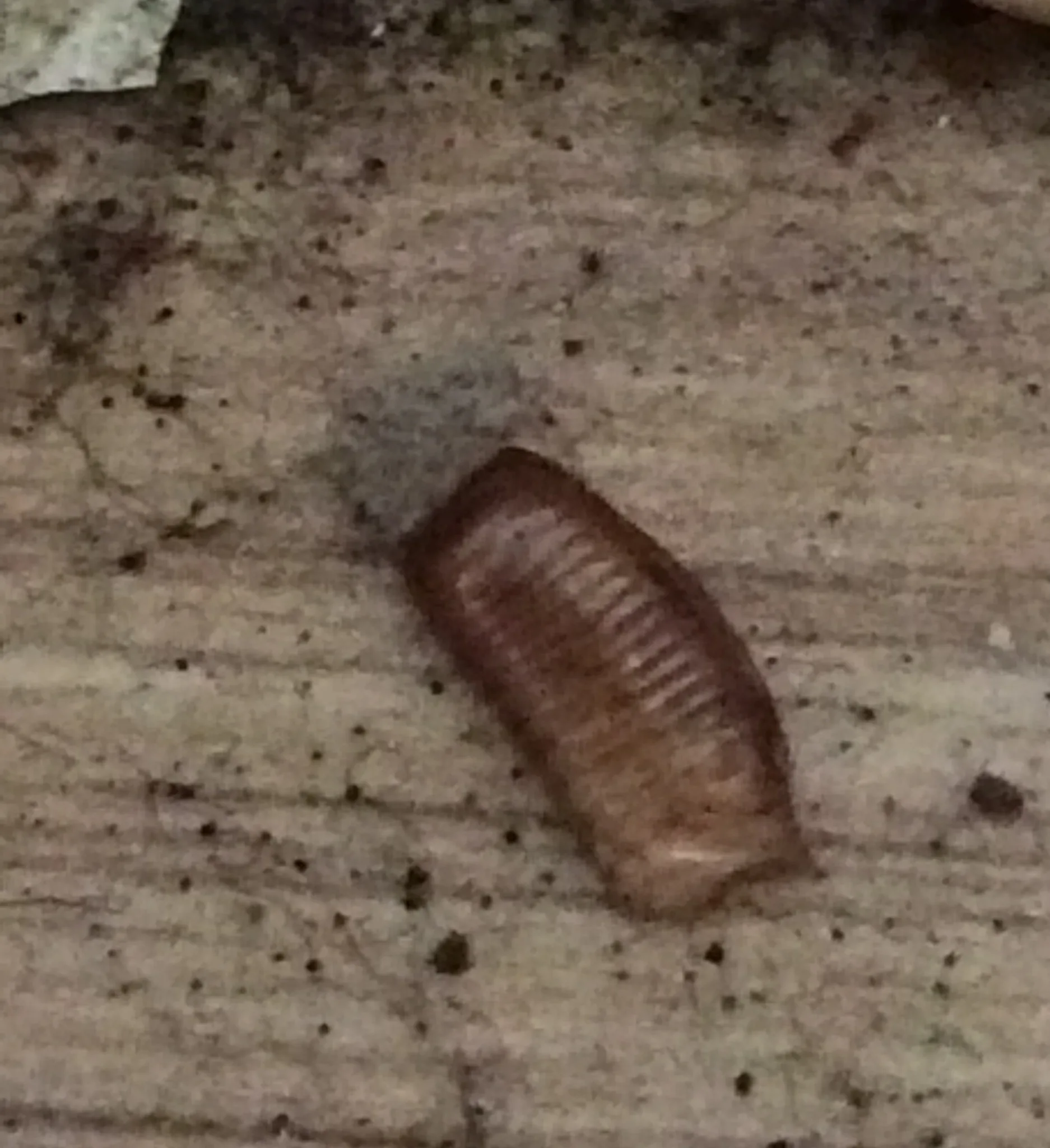 A cockroach ootheca — each case contains up to 40 eggs and must be targeted during treatment. Cockroach egg case (ootheca) close-up — professional treatment targets eggs as well as adults