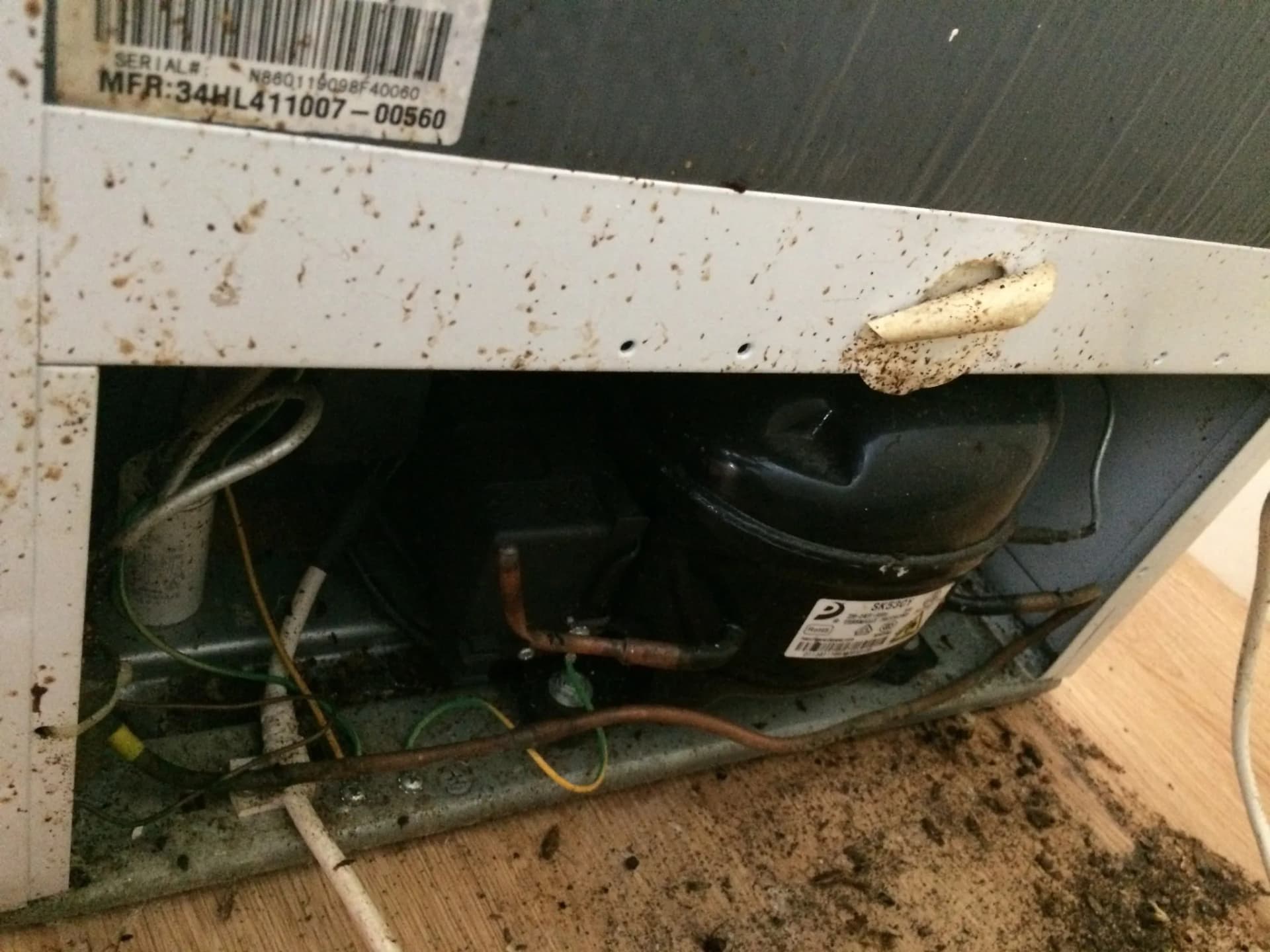 Behind the fridge — the single most common cockroach harbourage point in UK kitchens. Cockroach infestation behind a kitchen fridge — droppings and harbourage visible