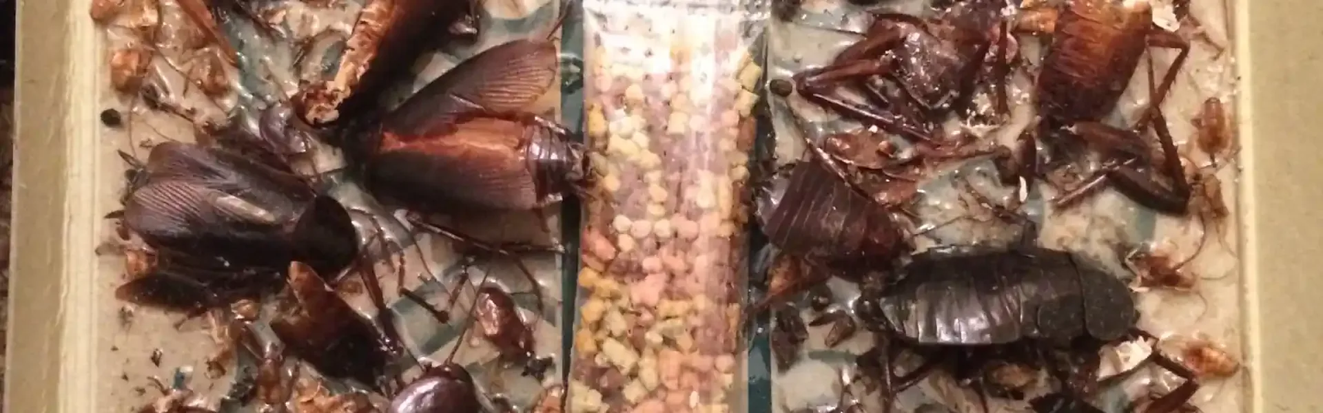 Cockroach sticky trap showing caught cockroaches — a key method for detecting signs of an infestation Cockroach sticky trap showing caught cockroaches — a key method for detecting signs of an infestation