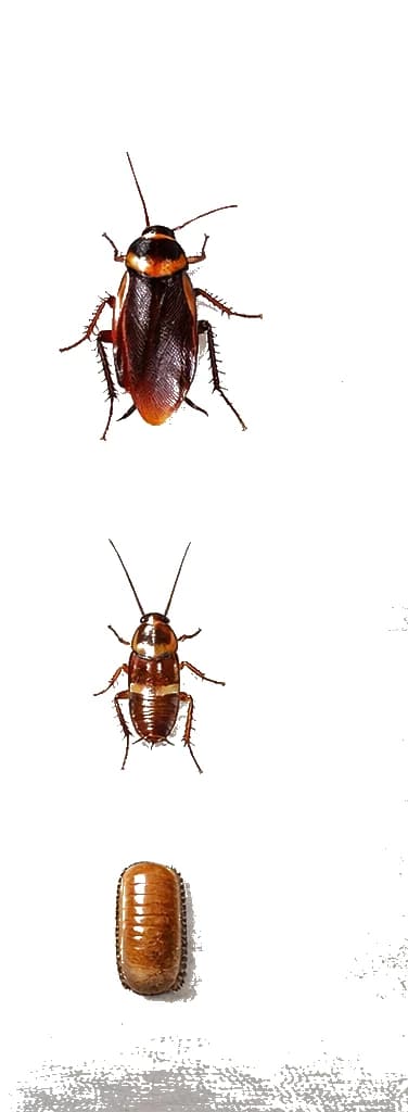 Brown-banded cockroach life stages — less common but found in heated UK buildings. Brown-banded cockroach life stages — distinctive lighter bands visible on wings and abdomen