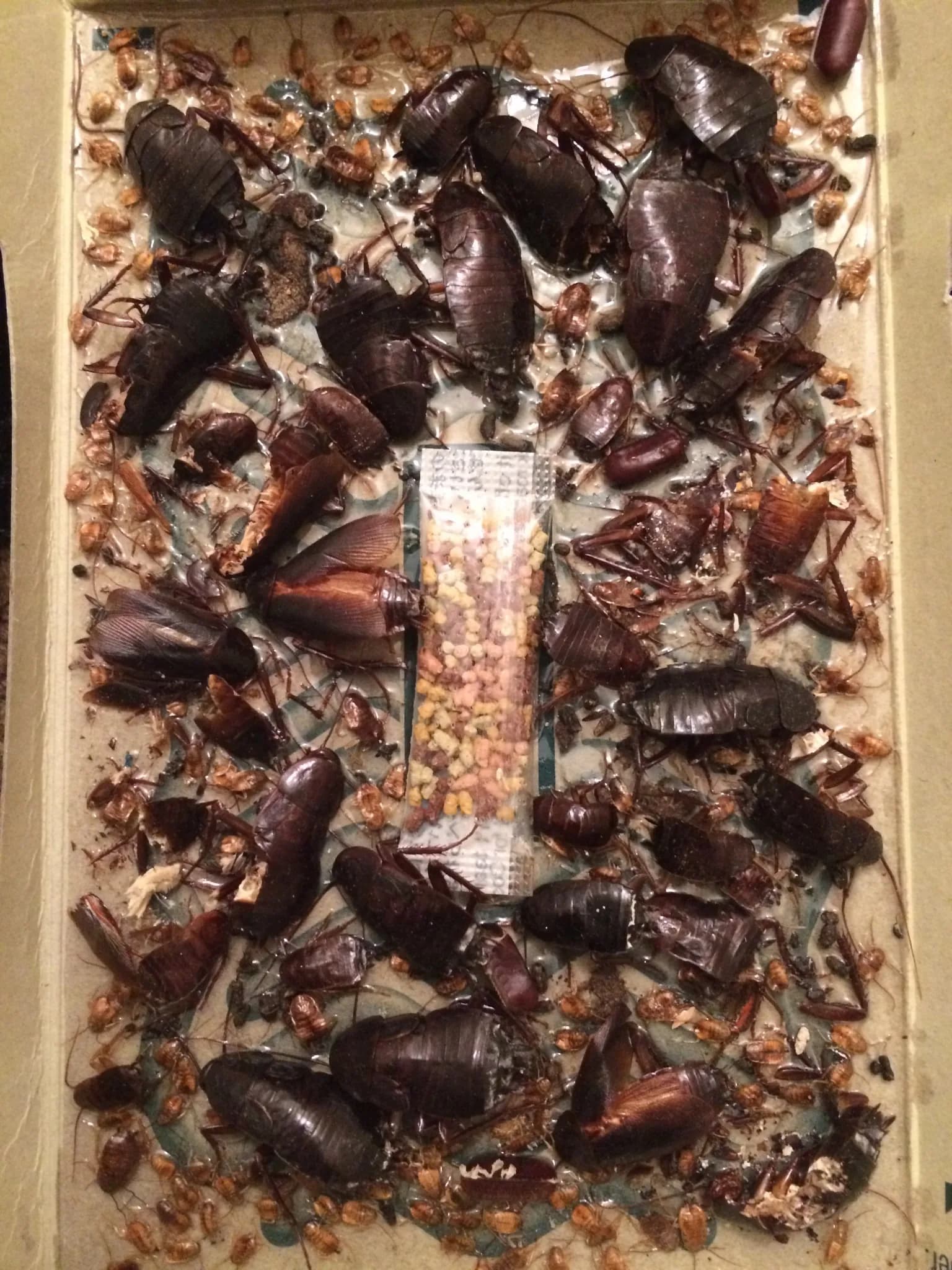 Sticky monitor catches from a commercial premises — used to map infestation severity and track treatment progress. Oriental cockroaches caught on a sticky monitor trap during a commercial premises inspection