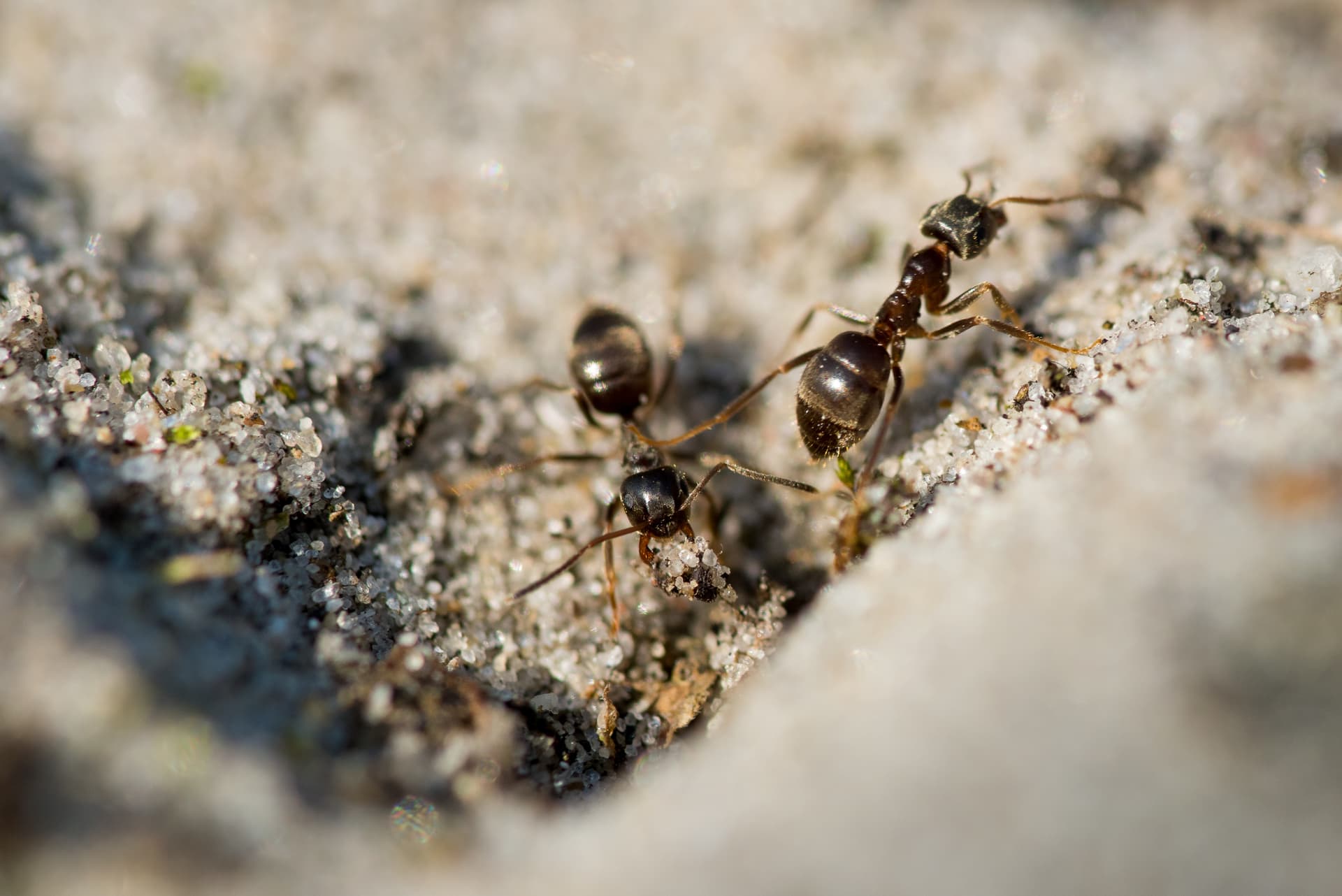 Flying ants used for identification in pest control articles Flying ants used for identification in pest control articles