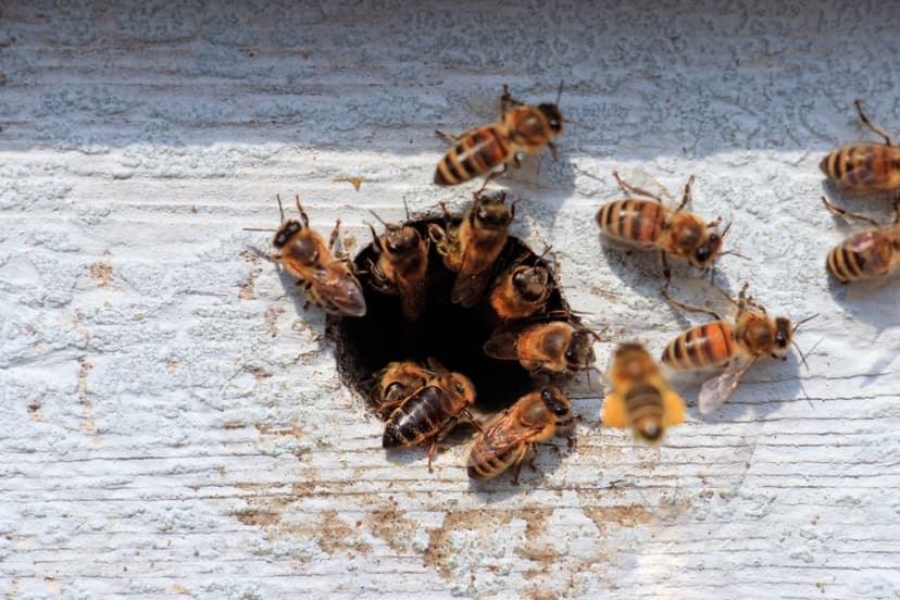 Bee Control