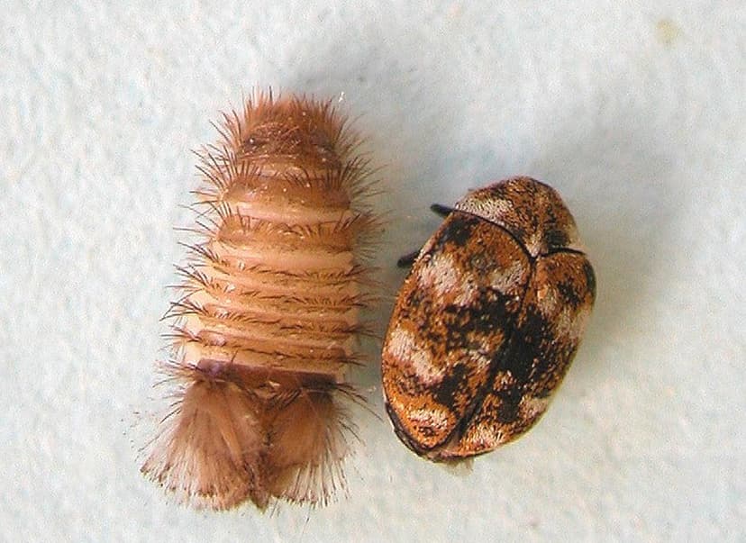 Carpet Beetle Control