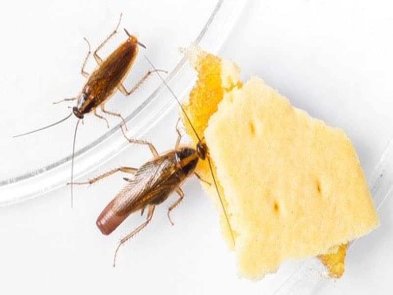 Cockroach Control