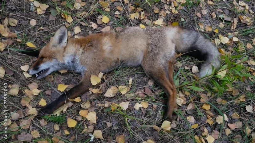 Dead Animal Removal