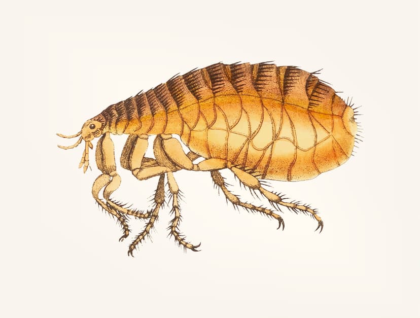 Flea Treatment