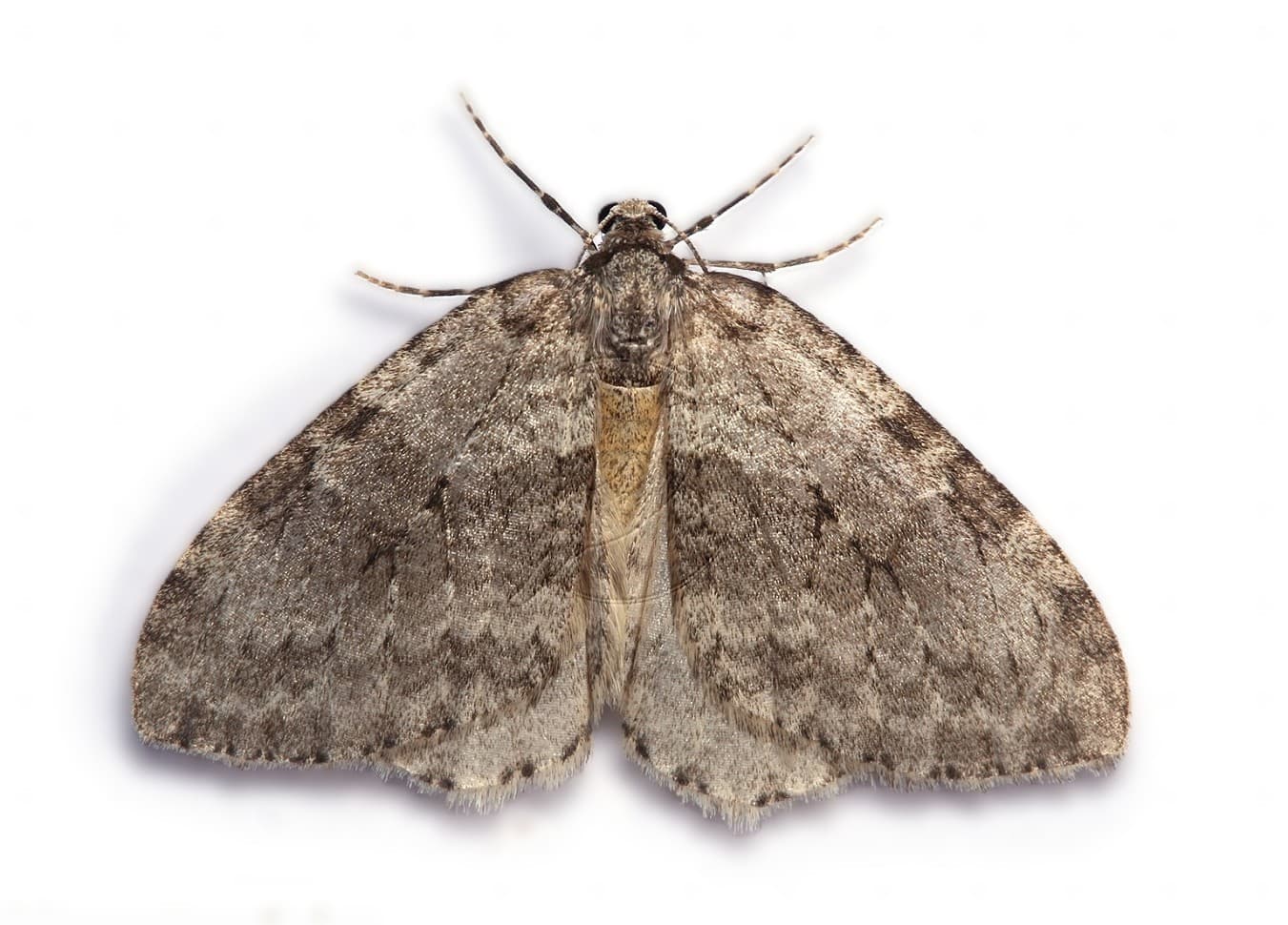 Moth close-up for identification in moth control articles Moth close-up for identification in moth control articles