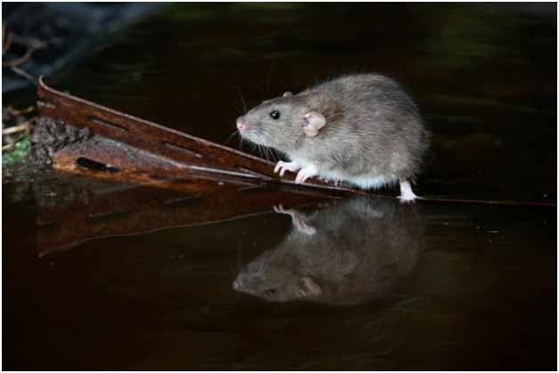 Mice Control