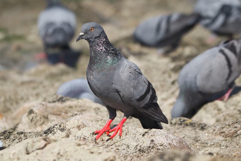 Bird Control
