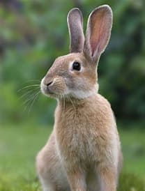 Rabbit Control