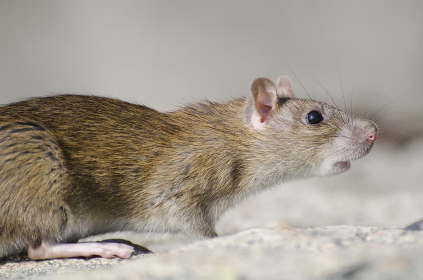 Rat Control
