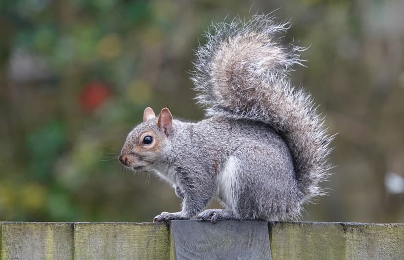 Squirrel Control