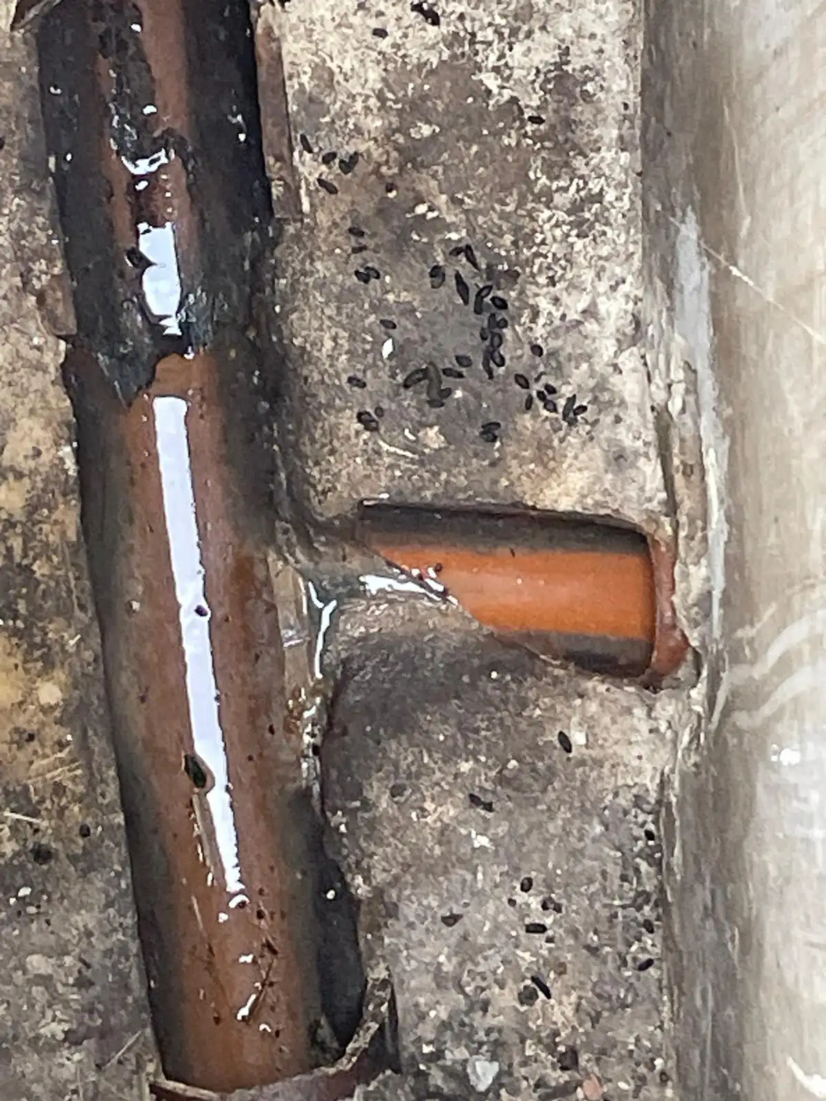 Drain survey revealing rat activity and droppings near broken pipework Drain survey revealing rat activity and droppings near broken pipework