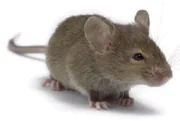 House mouse close-up for identification