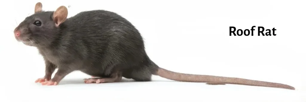 Black roof rat showing dark fur, large ears, and long tail used for identification Black roof rat showing dark fur, large ears, and long tail used for identification